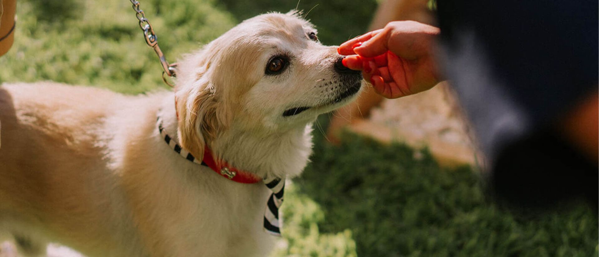 Pets at Amyth of Mykonos